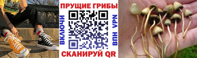 где купить   Елец  Галлюциногенные грибы мицелий 